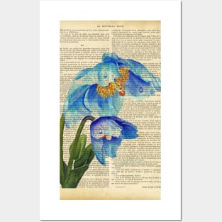 Botanical prints - blue spring flowers Posters and Art